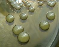 soil bacteria soil bacteria